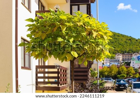 Catalpa bignonioides Aurea tree with yellow crown or leaves and different bushes on the street with blurred sunny or autumn background. Royalty-Free Stock Photo #2246111219