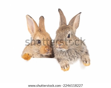Head and face of orange and gray rabbit looking over a signboard on white background. Royalty-Free Stock Photo #2246118227
