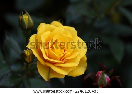Blooming yellow rose flower and buds with dark green background