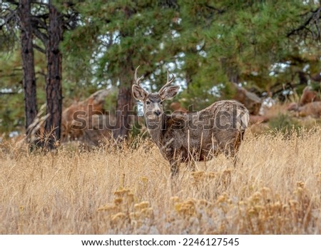 This young Mule Deer buck stands at alert in a grassy field with a background of Ponderosa Pine.