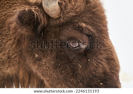 Wild bison, partially focused picture