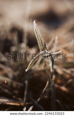 Frozen grass in background with bokeh with soft sunlight with very positive mood and vibes
