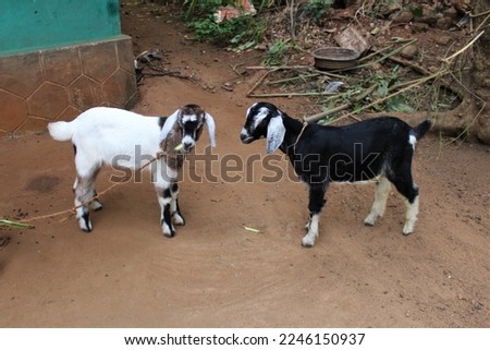 White and black baby goats in a farm