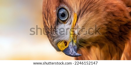 Golden eagle, head close-up. Portrait of a bird of prey. Close up Royalty-Free Stock Photo #2246152147