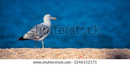 Seagull on the seashore, walking along the beach. Selective focus.
