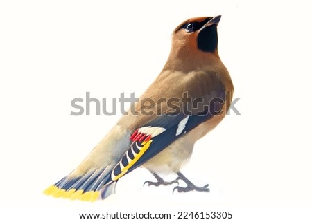 Bohemian waxwing (Bombycilla garrulus). Exceptionally beautiful golden feather bird. Isolated on white. Proud look concept (an unenslaved spirit, or hubris) Royalty-Free Stock Photo #2246153305