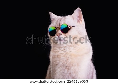 Adorable White british cat wears blue sunglasses on an black background.