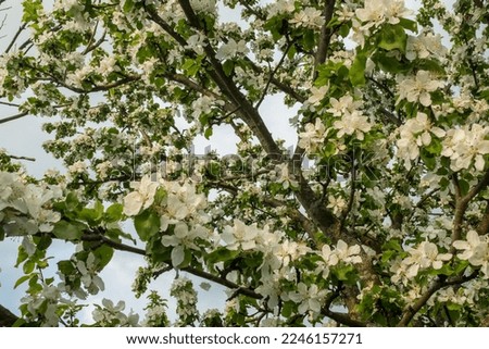 Branches of a blossoming apple tree with white flowers for publication, design, poster, calendar, post, screensaver, wallpaper, postcard, banner, cover, website. High quality photography