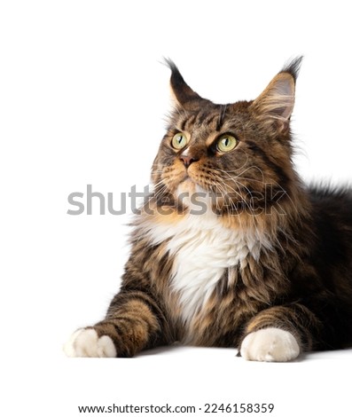 Thoroughbred Maine Coon cat lies on isolation close-up. Big cat on a white background. Cat with green eyes