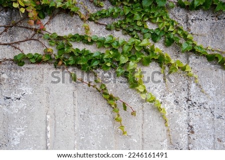 Rough cement wall with branches of an autumn ivy with red leaves