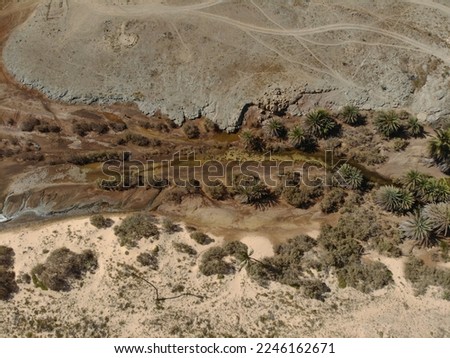 Dry riverbed with couple of palms and desert plants around it. Only source of water and life during the drough. Boa Vista rough nature during summer. Drone image from around 100m up in the air