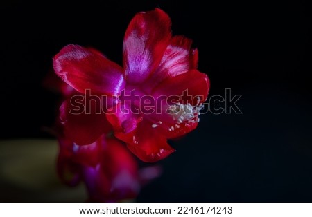 picture with a red flower