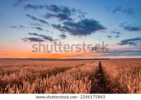 Golden ears of wheat on the field. Grain agricultural crops. Beautiful rural landscape. Sunset over a wheat field. The concept of a bountiful harvest. Background with ripening grain crops on the field
