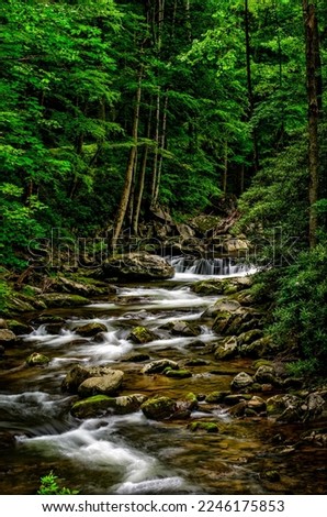 A vertical shot of a deep woods stream in the Smoky Mountains.