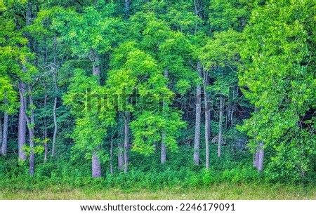 The forest at the edge of a Cades Cove meadow in the Great Smoky Mountains National Park shows the gorgeous light greens of spring.  The Smokies are the most heavily-visited national park in the US. Royalty-Free Stock Photo #2246179091