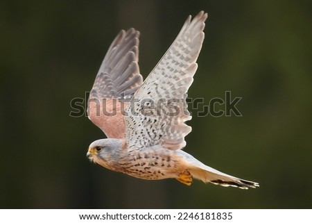 Kestrel in flight in its natural habitat.