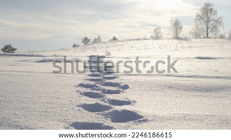 View of deep footprints in the snow against the background of snow-covered small spruce trees. Close-up of human footprints on untouched snow in field, going towards the setting sun
