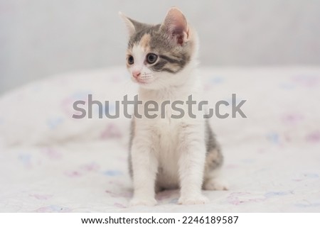 kitten tricolor one month old playfully posing for the camera