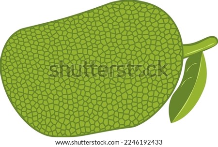 Illustration of a jackfruit, also known as jack tree. Jackfruit is a tropical fruit native to Asia and Oceania.