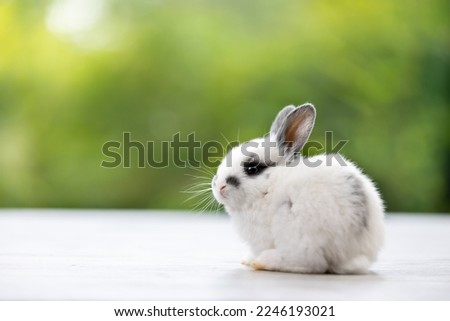Healthy lovely baby bunny easter white rabbit on green garden nature background. Cute fluffy rabbit, animal symbol of easter day festival. Happy new year 2023 rabbit zodiac Chinese year.