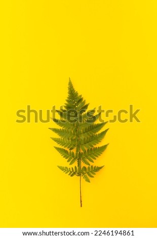 Green fern leaf on bright yellow background.