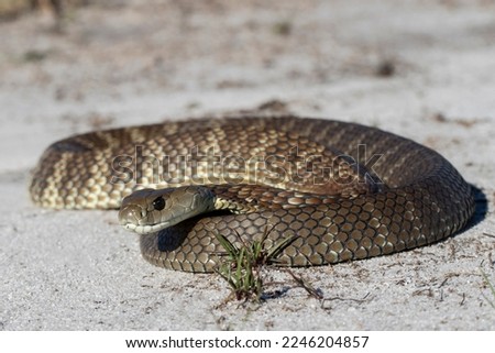 Australian Eastern Tiger Snake in curled up position 