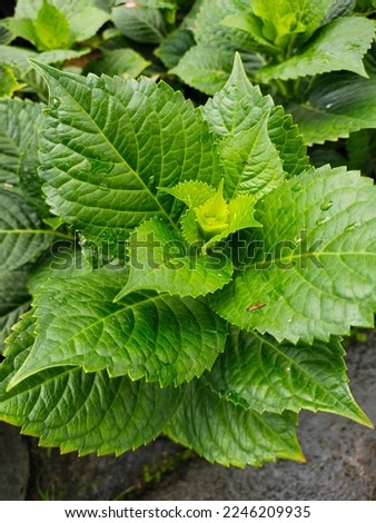 Close-up photo of green plant leaves, great for backgrounds