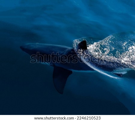 A magnificent shark dissects the surface of the sea with its upper fin, released into the air in close-up