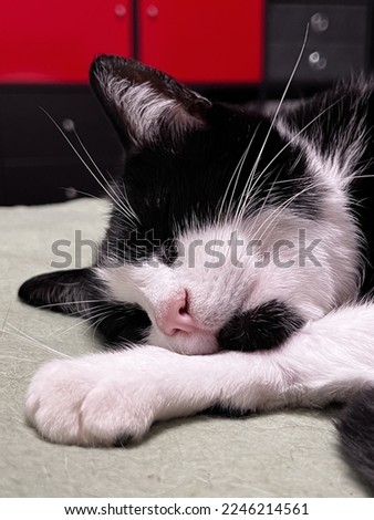 Cute tuxedo cat sleeping on its paw
