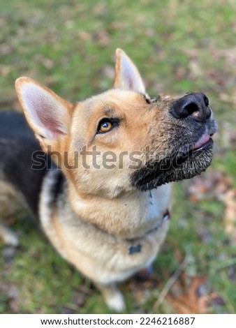 A picture of a German Shepard-Husky dog outside