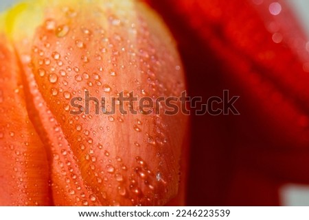 Tulips close up. Water drops on flowers. macro photography.