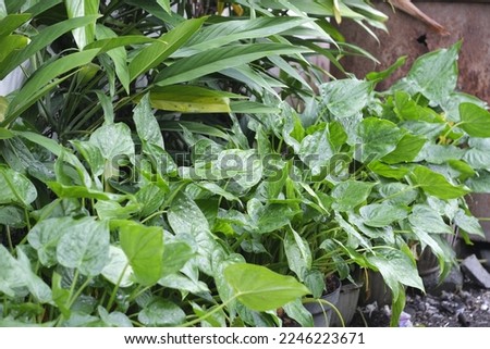 Alocasia cucullata, chinese taro, chinese ape, buddha's hand, hooded dwarf elephant ear in pot on the garden. Tanaman talas cina, kera cina