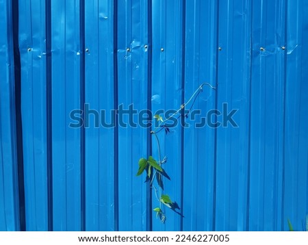 grass vines on the blue fence