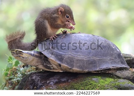 A Javan treeshrew is preying on a cricket on the back of a turtle. This rodent mammal has the scientific name Tupaia javanica.