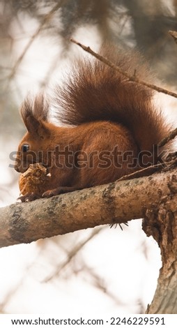 Red squirrel (Sciurus vulgaris) with a mushroom Royalty-Free Stock Photo #2246229591