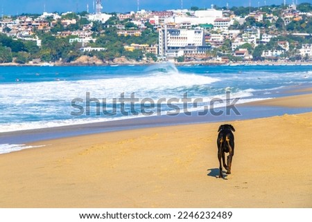 Black dog running and walking along the beach and waves in Zicatela Puerto Escondido Oaxaca Mexico.