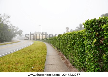 Green Ivy wall of a community	in fog