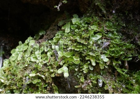 Liverwort primitive plant with water dripping off of leaves Royalty-Free Stock Photo #2246238355