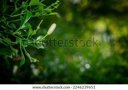 Close up budding of Murraya paniculata flower or Orange jasmine with green leaf, Bokeh and nature blurred background.