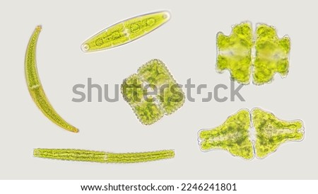 Freshwater phytoplankton from desmid group. Closterium, Pleurotaenium, Cosmarium, and Euastrum. Selective focus image  Royalty-Free Stock Photo #2246241801