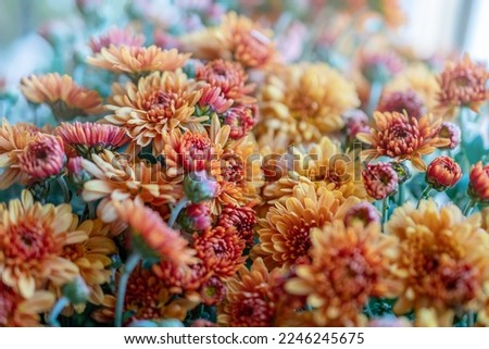beautiful autumn orange brown chrysanthemum flowers. Desktop wallpapers, selective focus