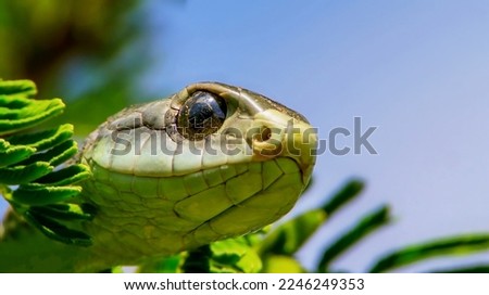 Big snake head with huge dark eyes close-up