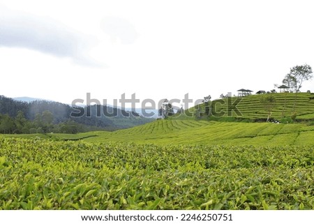 Landscape view of the tea garden at noon in Pangalengan, Bandung, West Java