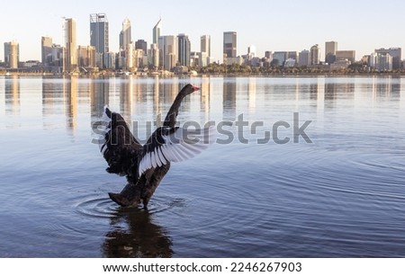 Black Swan on Swan River Perth Western Australia Royalty-Free Stock Photo #2246267903