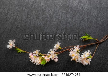 Photo for cherry blossom frame