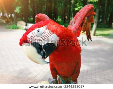funny macaw parrot on background of summer Park