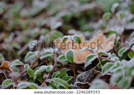 Close-up picture of green leaves with first snow on them in frosty garden. Green leaves covered with the first snow. Snowflakes on green plant leaves