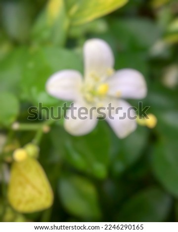 Defocused abstract background of Pretty little white flowers in the yard