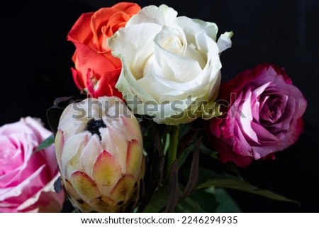 the very nice colorful rose flower close up view in the sunshine