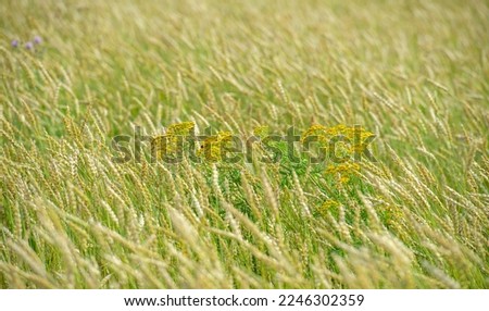 Summer photo. Wheat a cereal plant that is the most important kind grown in temperate countries, the grain of which is ground to make flour for bread, pasta, pastry, etc ..